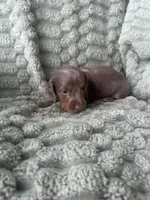 Luke, a male Miniature Dachshund for sale in Winnsboro, TX – 2 of 2