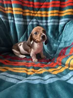 Minnie, a female Miniature Dachshund for sale in Winnsboro, TX – 2 of 2