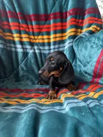 Luke, a male Miniature Dachshund for sale in Winnsboro, TX – 2 of 2