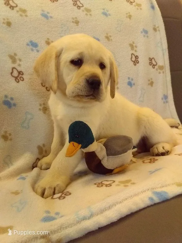 Red-Lab – Labrador Retriever puppy for sale in Athens, WI