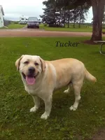 Red-Lab, a female Labrador Retriever for sale in Athens, WI – Photo 3 of 3