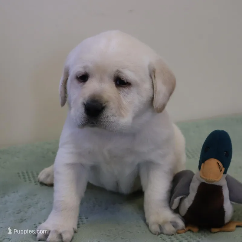 Red-Lab – Labrador Retriever puppy for sale in Athens, WI