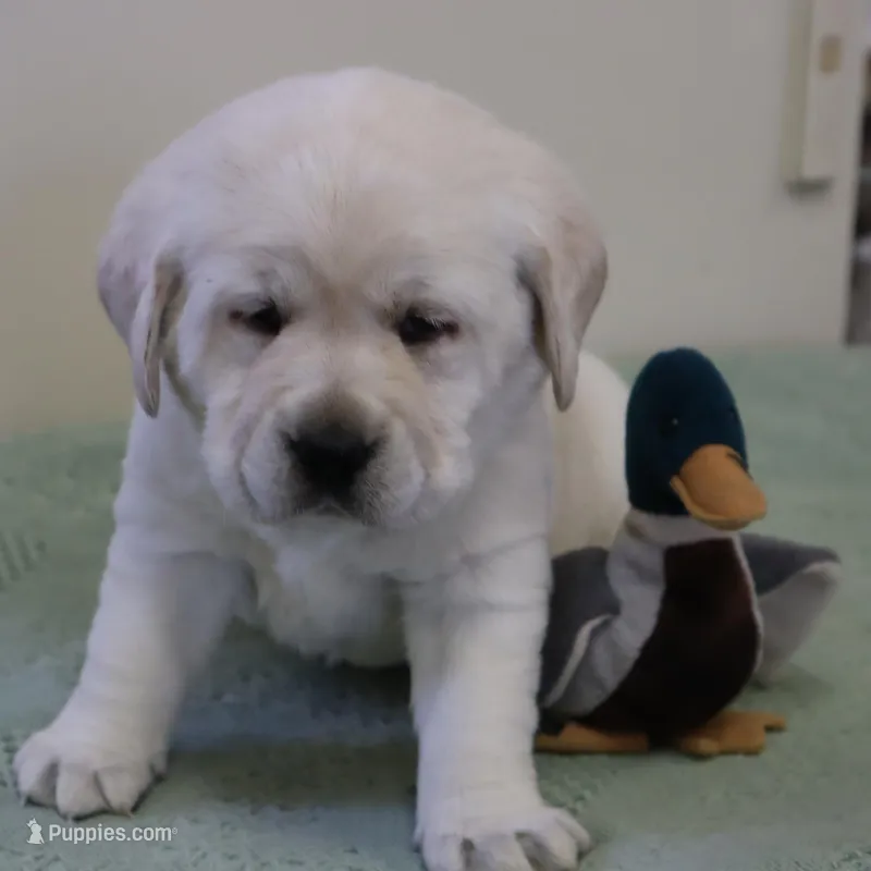 Blue-Lab – Labrador Retriever puppy for sale in Athens, WI