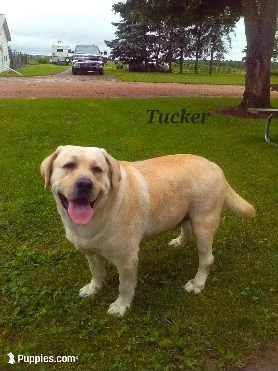 Yellow Female 1 , a female Labrador Retriever for sale in Athens, WI – Photo 3 of 3