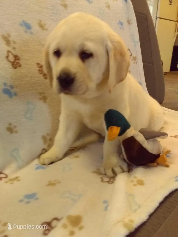 Blue-Lab – Labrador Retriever puppy for sale in Athens, WI