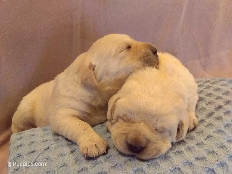 Yellow Female 1  – Labrador Retriever puppy for sale in Athens, WI