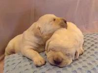 Yellow Female 1 , a female Labrador Retriever for sale in Athens, WI – Photo 1 of 3