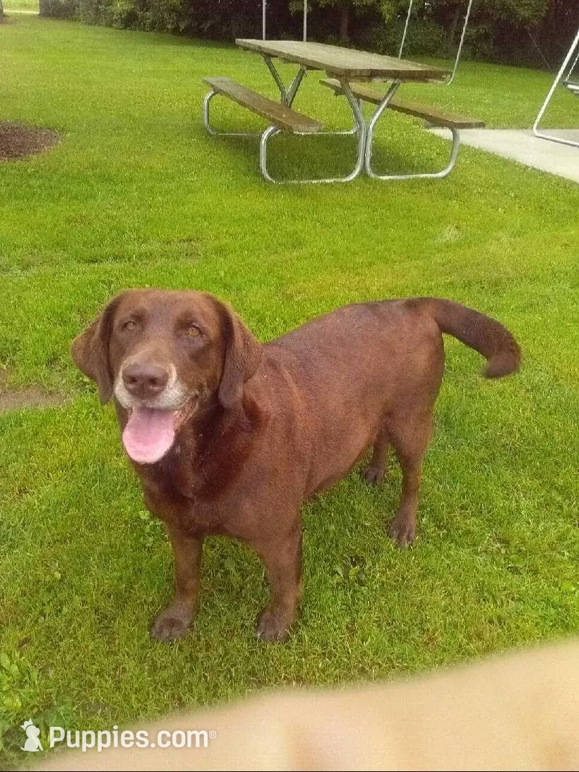 Black, a male Labrador Retriever for sale in Athens, WI – Photo 2 of 3