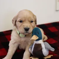 Green, a female Golden Retriever for sale in Athens, WI – Photo 1 of 3