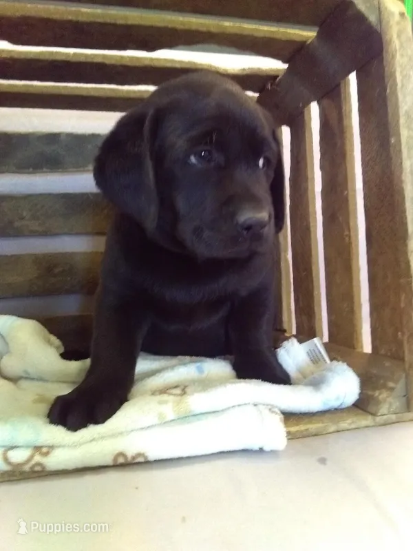 Black – Labrador Retriever puppy for sale in Athens, WI