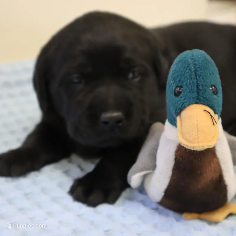 Black – Labrador Retriever puppy for sale in Athens, WI