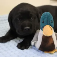 Black, a male Labrador Retriever for sale in Athens, WI – Photo 1 of 3