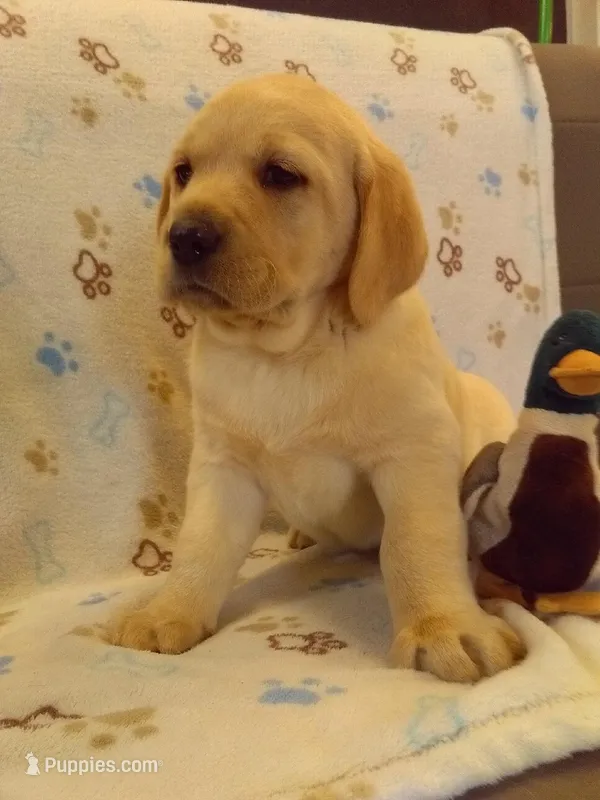 Yellow - Lab – Labrador Retriever puppy for sale in Athens, WI