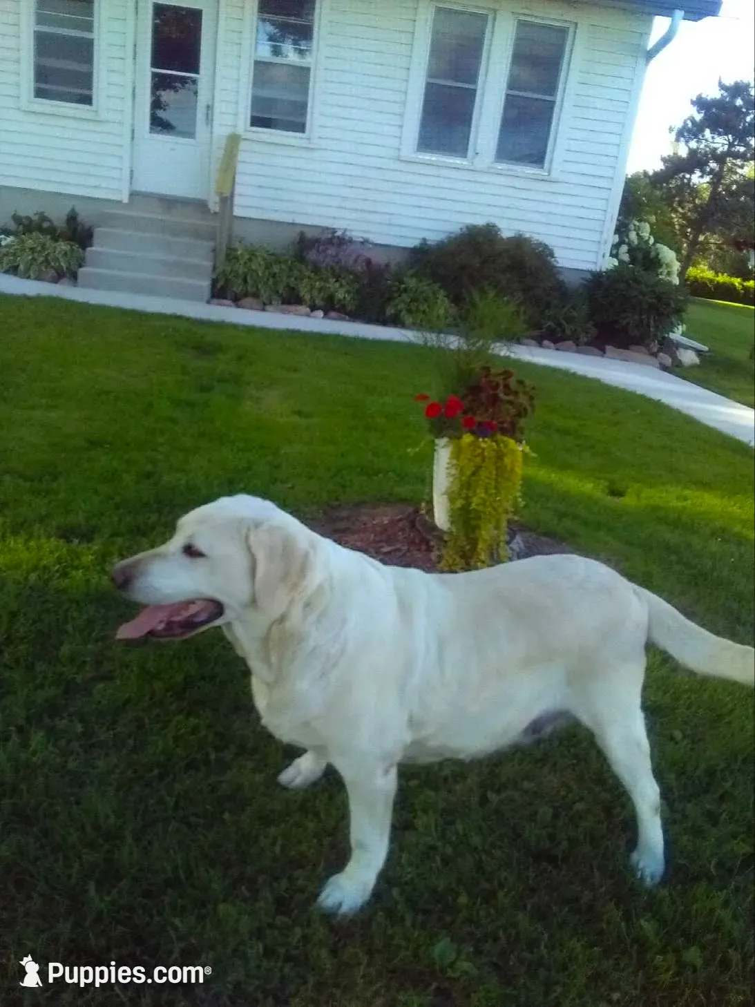 Yellow Male, a male Labrador Retriever for sale in Athens, WI – 2 of 2