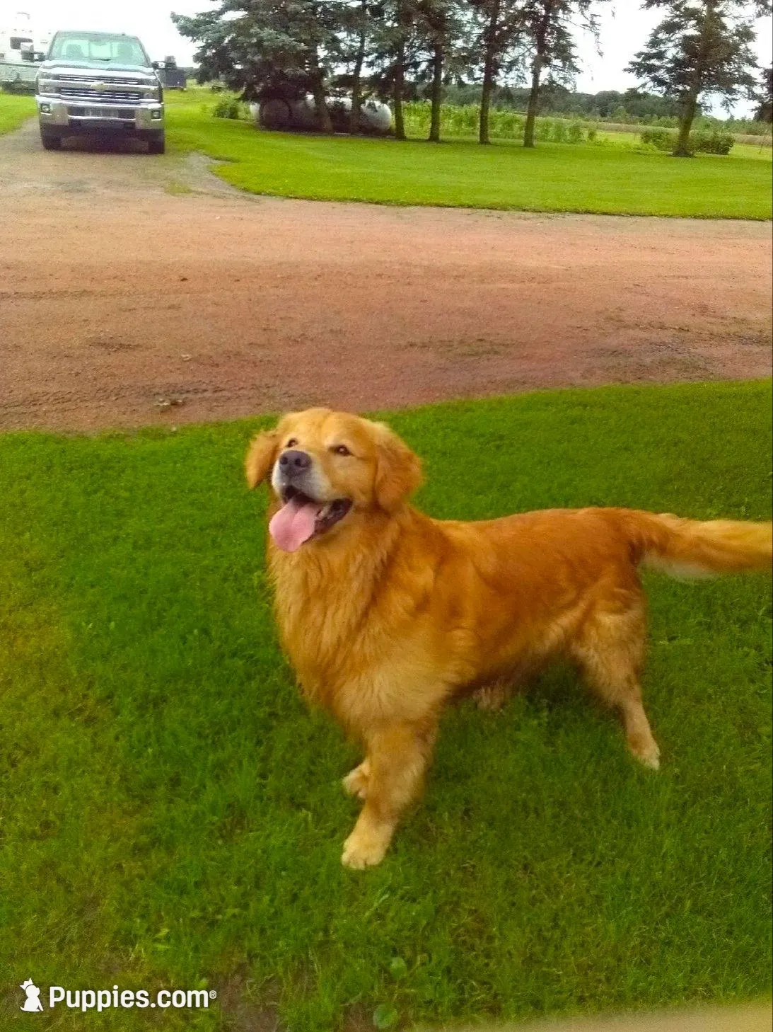 Golden Male 2, a male Golden Retriever for sale in Athens, WI – Photo 2 of 2