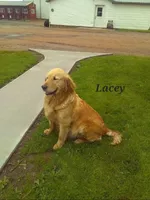 Blue, a male Golden Retriever for sale in Athens, WI – Photo 2 of 3