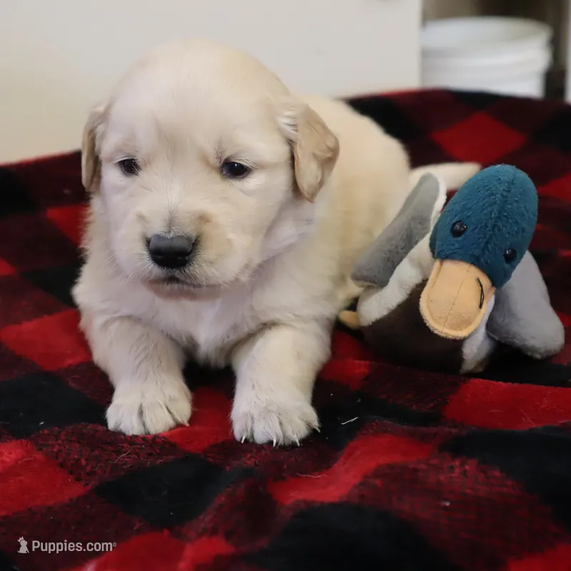 Blue – Golden Retriever puppy for sale in Athens, WI