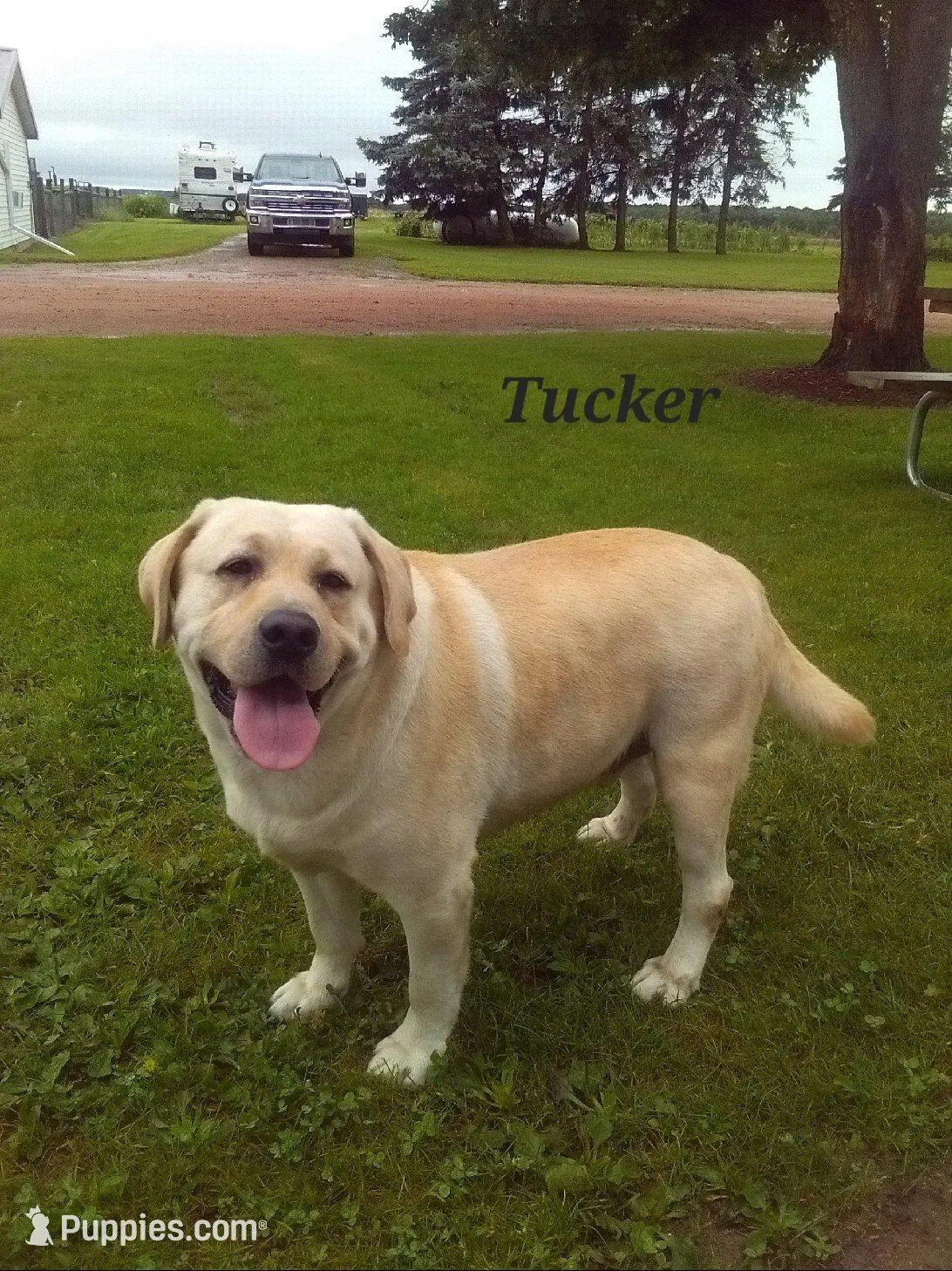 Yellow Male, a male Labrador Retriever for sale in Athens, WI – Photo 2 of 2