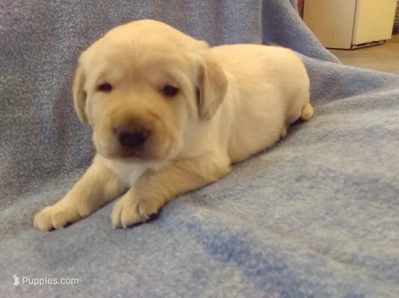 Yellow Male – Labrador Retriever puppy for sale in Athens, WI