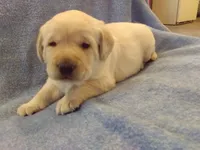 Yellow Male, a male Labrador Retriever for sale in Athens, WI – 1 of 2