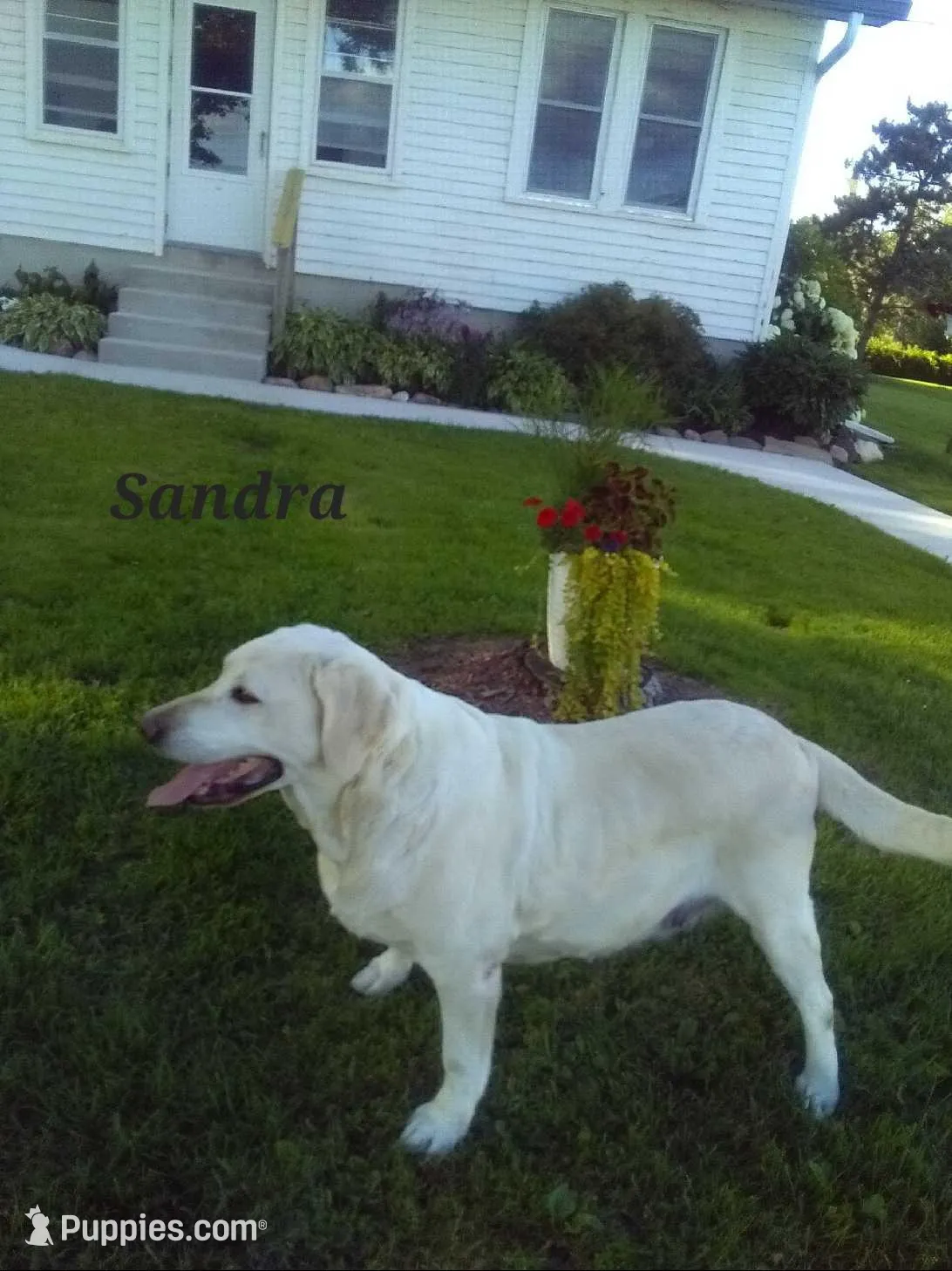 Yellow Female 2 , a female Labrador Retriever for sale in Athens, WI – Photo 2 of 2