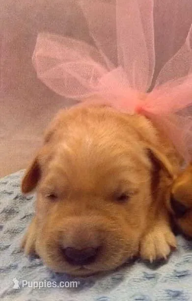 Golden Female 1 – Golden Retriever puppy for sale in Athens, WI