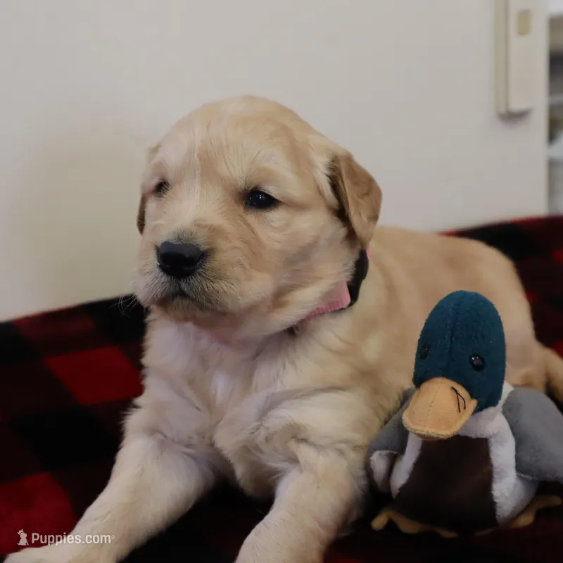 Pink – Golden Retriever puppy for sale in Athens, WI