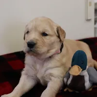 Pink, a female Golden Retriever for sale in Athens, WI – Photo 1 of 3