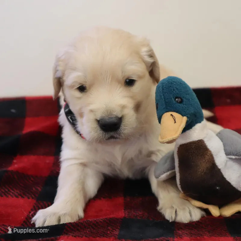 Red – Golden Retriever puppy for sale in Athens, WI