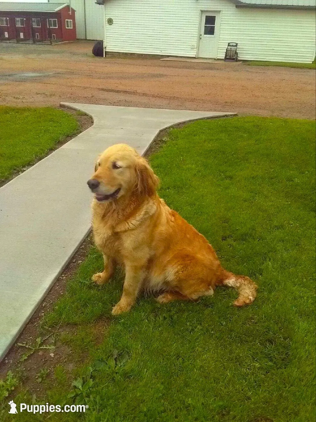 Golden Male 3, a male Golden Retriever for sale in Athens, WI – Photo 2 of 3