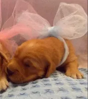 Golden Male 3, a male Golden Retriever for sale in Athens, WI – Photo 1 of 3