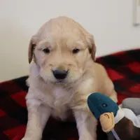 Grey, a male Golden Retriever for sale in Athens, WI – Photo 1 of 3