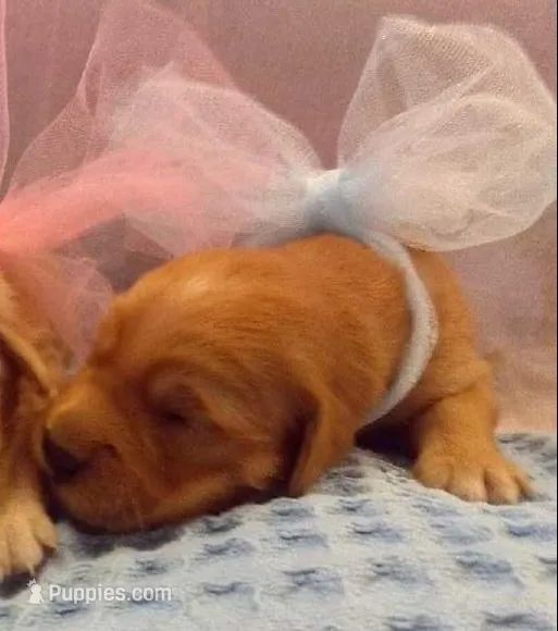 Golden Male 1 – Golden Retriever puppy for sale in Athens, WI