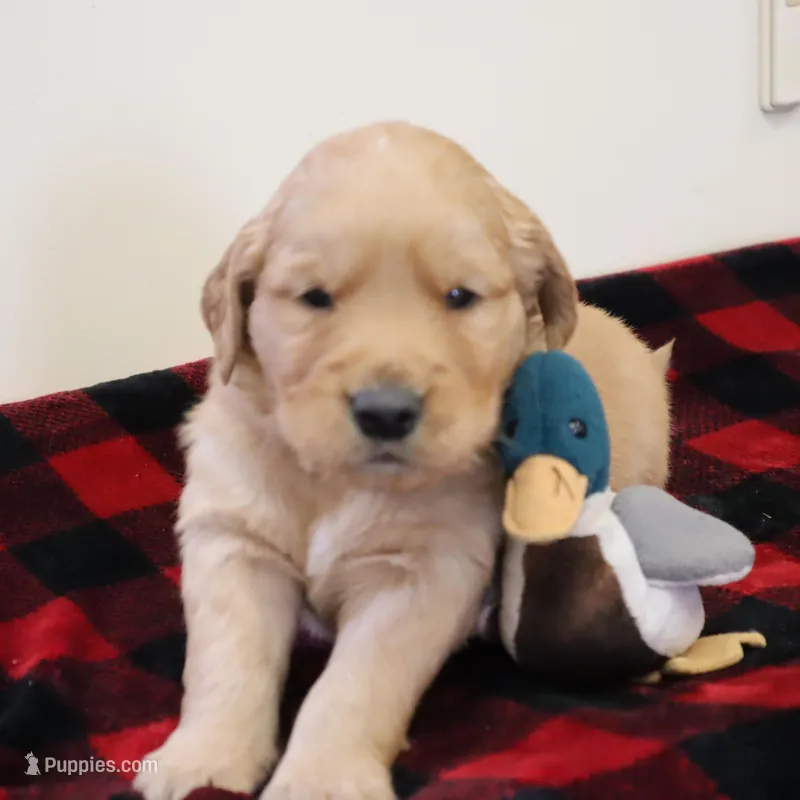 Black – Golden Retriever puppy for sale in Athens, WI