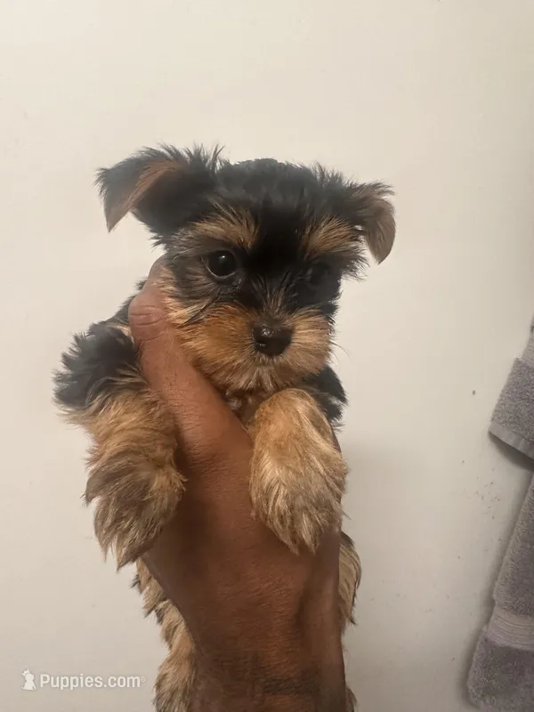 Pita  – Yorkshire Terrier puppy for sale in Baltimore, MD