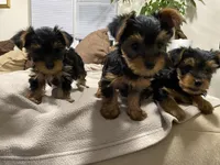 Pita , a female Yorkshire Terrier for sale in Baltimore, MD – Photo 4 of 4