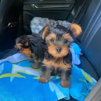Pita , a female Yorkshire Terrier for sale in Baltimore, MD – Photo 2 of 4