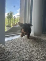 Sophie, a female Yorkshire Terrier for sale in Baltimore, MD – Photo 6 of 7