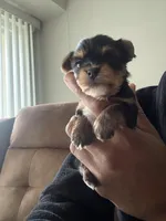 Sophie, a female Yorkshire Terrier for sale in Baltimore, MD – Photo 3 of 7