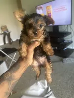 Sophie, a female Yorkshire Terrier for sale in Baltimore, MD – Photo 2 of 7