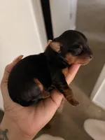 Sophie, a female Yorkshire Terrier for sale in Baltimore, MD – Photo 5 of 7