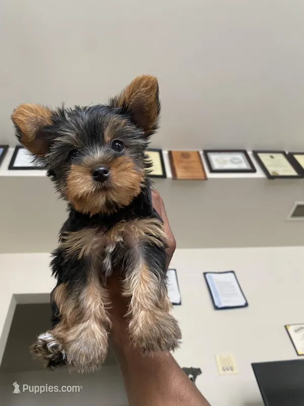 Sophie – Yorkshire Terrier puppy for sale in Baltimore, MD