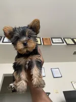 Sophie, a female Yorkshire Terrier for sale in Baltimore, MD – Photo 1 of 7