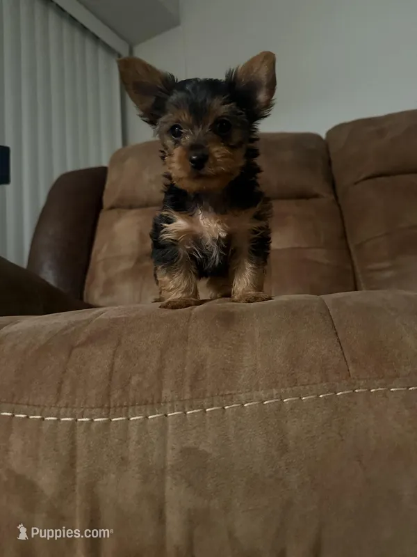 Sophie – Yorkshire Terrier puppy for sale in Baltimore, MD