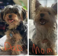 Sophie, a female Yorkshire Terrier for sale in Baltimore, MD – Photo 7 of 7