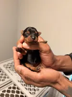 Sophie, a female Yorkshire Terrier for sale in Baltimore, MD – Photo 4 of 7