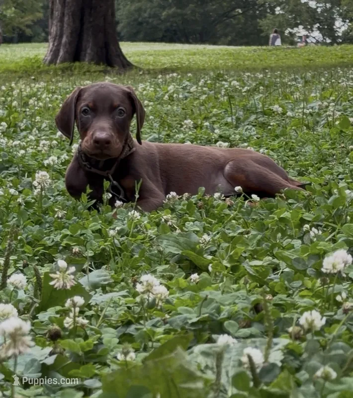 Regulator – Doberman Pinscher puppy for sale in Pennsylvania, PA