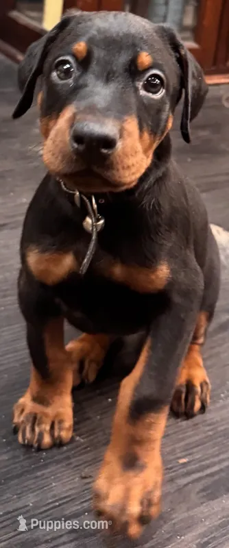 Doberman – Doberman Pinscher puppy for sale in Pennsylvania, PA
