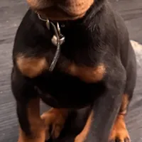 Doberman, a  Doberman Pinscher for sale in Pennsylvania, PA – 1 of 1