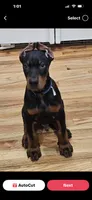 Donald , a male Doberman Pinscher for sale in Pennsylvania, PA – 2 of 2